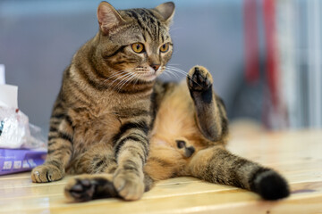 Domestic Cat Grooming on a Wooden Surface