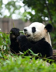 Fototapeta premium Panda eating bamboo (1)
