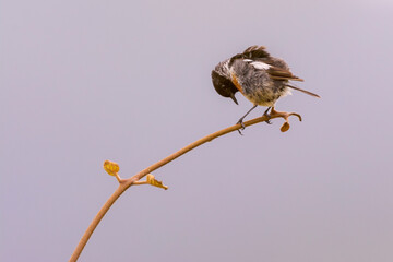 Tarabilla sobre una rama.