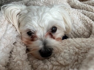 Adorable White Maltese Puppy Snuggling in a Cozy Plush Blanket
