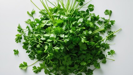 Obraz premium Fresh cilantro herbs, vibrant green leaves and stems, arranged on a white background.