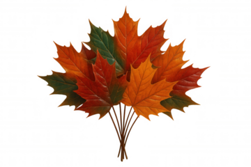 Five maple leaves with fall colors creating a beautiful autumnal display on a transparent background