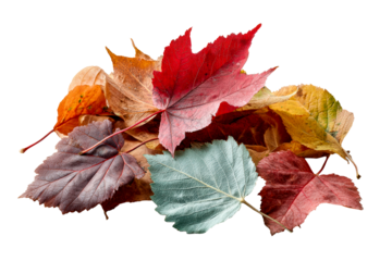 Autumn leaves on clear background