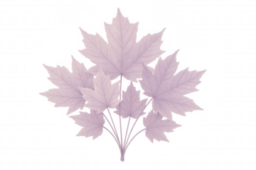 Cluster of pink maple leaves forming decorative arrangement with transparent background, perfect for autumn designs