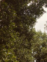 trees in the forest