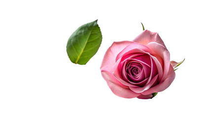 A delicate pink rose with a single green leaf, isolated on a transparent background, showcasing the natural beauty and elegance of a blooming flower