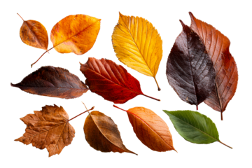 Autumn leaves on clear background