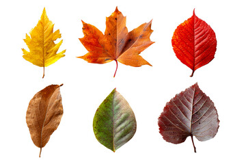 Autumn leaves on clear background