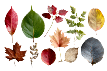 Bright fall leaves on clear background
