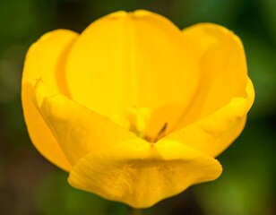 Fototapeta premium Close-up of a vibrant yellow tulip