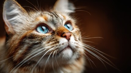 This captivating image features a beautiful cat with striking blue eyes, perfectly capturing its inquisitive gaze and lush fur in a warm, blurred background that enhances its charm.