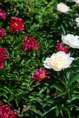 Vibrant peony flowers bloom in a sunny garden setting during springtime