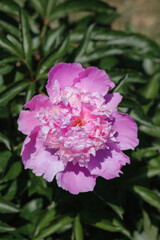 Beautiful pink peony blooming in a garden during spring season