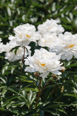 White peonies blooming in a garden during late spring season