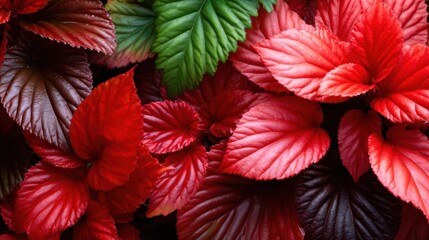 Obraz premium An intricately detailed composition of lush red and green leaves, showcasing their textures and colors, emphasizing the beauty of nature and the richness of fall foliage.
