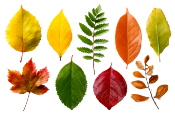 Autumn leaves on transparent background