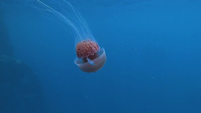 A tomato jellyfish - Crambione mastigophora - drifts downward as small fish accompany and hide inside its bell for shelter in the open ocean. Check my portfolio for more jellyfish footage.