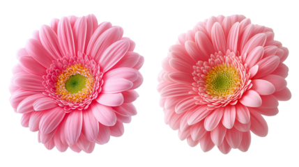 pink  peach and white daisy flower collection on transparent background.