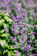 Purple flowers bloom in a lush green garden during sunny spring days