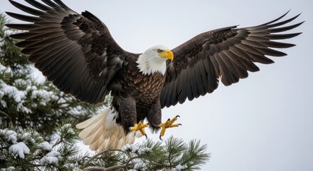 Obraz premium Majestic bald eagle landing on a snowy pine branch, wings spread wide, talons outstretched, winter scene