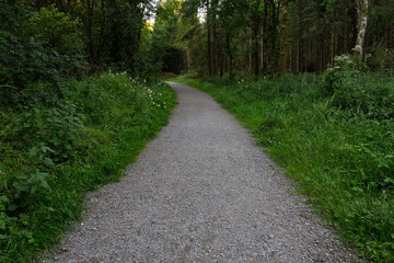 Fototapeta premium A path through a forest with a gravel road