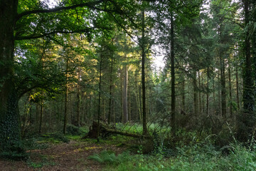A forest with a large tree trunk in the middle