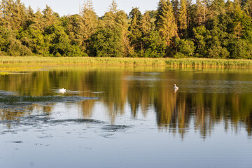 A lake with two swans swimming in it