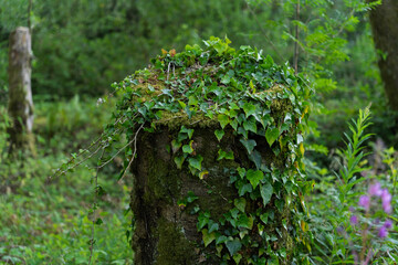 A moss covered log in a forest © Ryszard