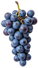 Fototapeta premium Fresh grapes blue fruit healthy snack organic produce natural food sweet flavor bunch of grapes nutritious ripe fruit vibrant color