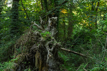 Obraz premium A large tree stump with moss growing on it
