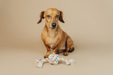 Dachshund with colorful rope toy sitting on beige background for pet product and marketing concept