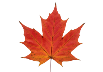 vibrant red and orange leaf of a maple tree with detailed veining and pointed lobes on a black