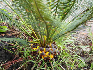 Obraz premium Cycas simplicipinna or Thai cycad is a gymnosperm in the cycad family. It reproduces dioecious. It non-flowering plant. It has round green fruits that turn bright yellow when ripe. Cycas simplicipinna