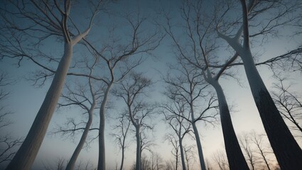Trees in a forest during dusk or dawn with a clear sky and leafless branches. Nature and landscape scene. The image of trees in winter or early spring.