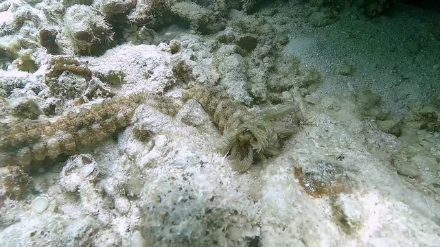 A sea cucumber - Sinapta maculata - extends its tentacles while feeding on sand, filtering organic particles for nutrition. Filmed underwater in the Philippines. 