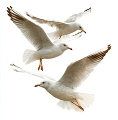 Fototapeta premium Three seagulls in flight against a white background (2)