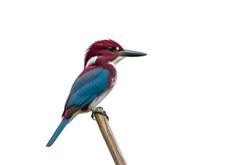 Fototapeta premium Vivid close-up of a colorful kingfisher bird perched on a branch against a black background