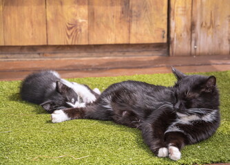 A mother cat with a baby kitten