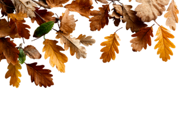 Brown and yellow autumn oak leaves arranged on a white background