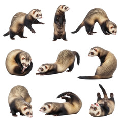 Obraz premium Nine ferret poses isolated on transparent background
