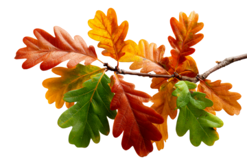 Oak branch with autumn leaves showing transition from green to red
