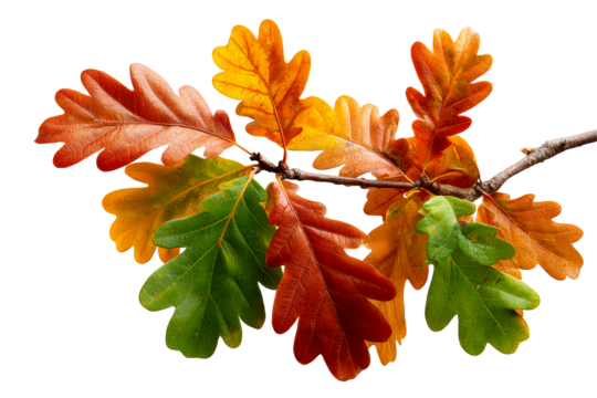 Oak branch with autumn leaves showing transition from green to red