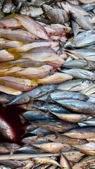 fresh fish at the market
