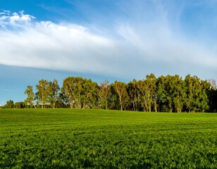Lush green field meets forest line