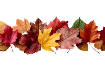 Decorative line of colorful autumn leaves