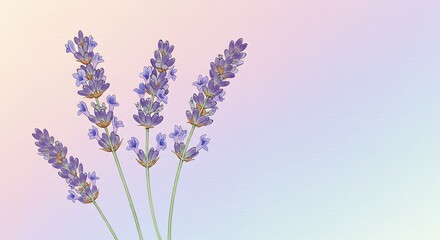 Naklejka premium A Bunch Of Lavender Flowers On A Paste Background