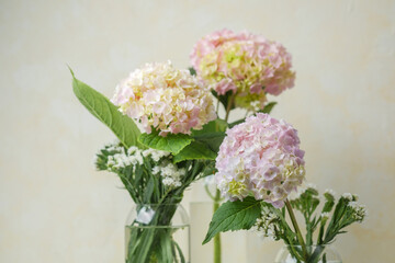 Fototapeta premium Hydrangea trio in clear vase – perfect for editorial designs, product mockups, and branding