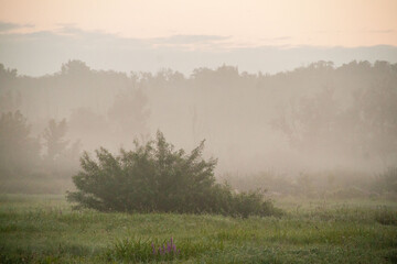 Morning fog in the meadow. Fog in the field. Romantic and mystical landscape