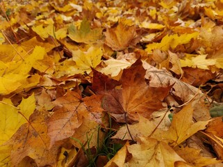 Texture of autumn fallen leaves. Yellow and red leaf texture. Brown texture of fallen leaves. Autumn gold