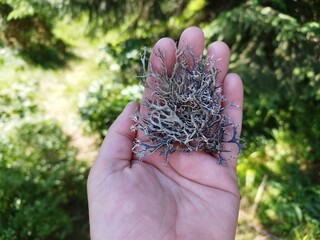 Icelandic moss. Icelandic plant. medicinal plant. On hand demonstration